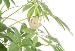 Plant Animals, 2018 13 Plant Animals, 2018 -Comfortable Home another studio plant animals 2