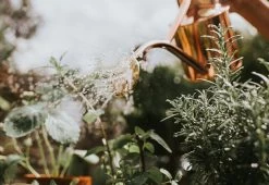 Rowley Ripple Copper Watering Can 13 Rowley Ripple Copper Watering Can -Comfortable Home haws roqley ripple watering can copper 4