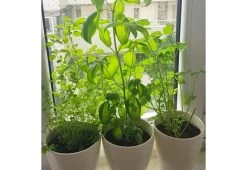 Italian Herb Kit -Comfortable Home italian herb kit 6