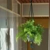 Hay Phanta Plant Hanger