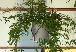 Hay Phanta Plant Hanger -Comfortable Home phanta plant hanger HAY twentytwentyone 4