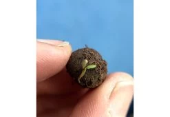 Project Maya Bee Box -Comfortable Home project maya wildlife bee box 3