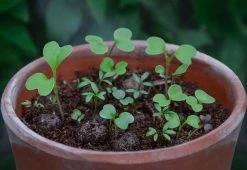 Project Maya Wildlife Seed Box 14 Project Maya Wildlife Seed Box -Comfortable Home project maya wildlife seed box 1