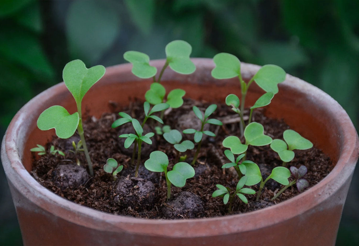 Project Maya Wildlife Seed Box 4 Project Maya Wildlife Seed Box - Image 4