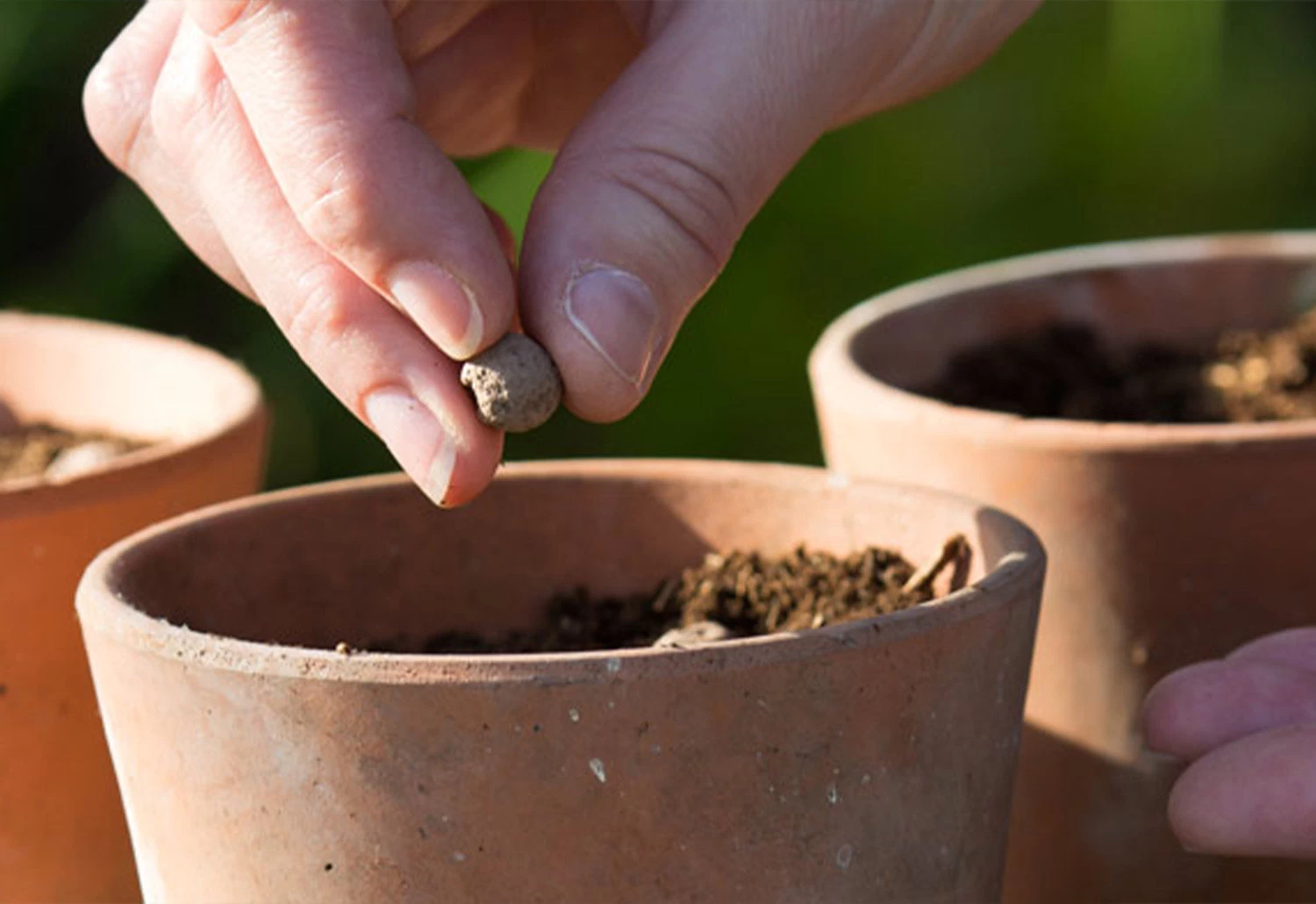 Project Maya Wildlife Seed Box 2 Project Maya Wildlife Seed Box - Image 2