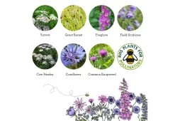 Project Maya Wildlife Seed Box 18 Project Maya Wildlife Seed Box -Comfortable Home project maya wildlife seed box beetle