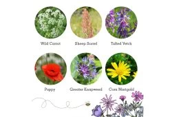 Project Maya Wildlife Seed Box 19 Project Maya Wildlife Seed Box -Comfortable Home project maya wildlife seed box bird