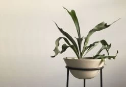 Menu Daiza Planter, 2023 -Comfortable Home twentytwentyone Menu Daiza Planter 8